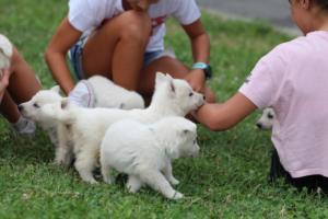 White-Swiss-Shepherd-Puppies-BTWW-GosaNostra-September-12092018-0044