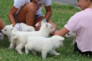 White-Swiss-Shepherd-Puppies-BTWW-GosaNostra-September-12092018-0045