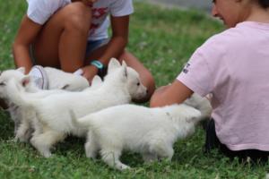 White-Swiss-Shepherd-Puppies-BTWW-GosaNostra-September-12092018-0046
