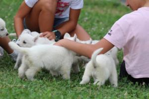 White-Swiss-Shepherd-Puppies-BTWW-GosaNostra-September-12092018-0047