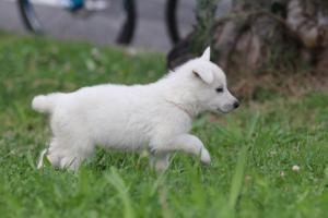 White-Swiss-Shepherd-Puppies-BTWW-GosaNostra-September-12092018-0048