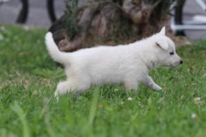 White-Swiss-Shepherd-Puppies-BTWW-GosaNostra-September-12092018-0049