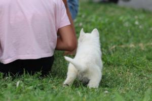 White-Swiss-Shepherd-Puppies-BTWW-GosaNostra-September-12092018-0050
