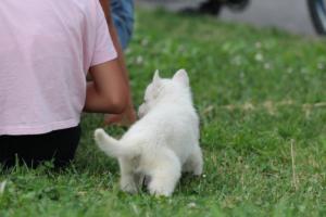 White-Swiss-Shepherd-Puppies-BTWW-GosaNostra-September-12092018-0051