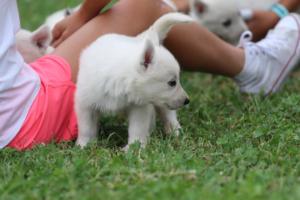 White-Swiss-Shepherd-Puppies-BTWW-GosaNostra-September-12092018-0052