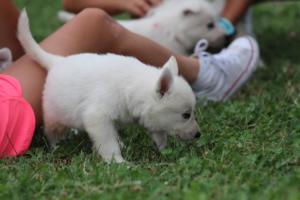 White-Swiss-Shepherd-Puppies-BTWW-GosaNostra-September-12092018-0053