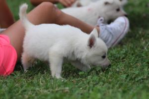 White-Swiss-Shepherd-Puppies-BTWW-GosaNostra-September-12092018-0054