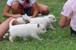 White-Swiss-Shepherd-Puppies-BTWW-GosaNostra-September-12092018-0055