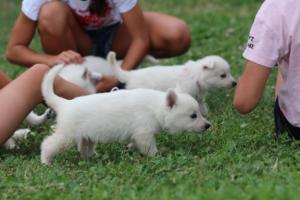 White-Swiss-Shepherd-Puppies-BTWW-GosaNostra-September-12092018-0056
