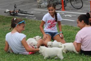 White-Swiss-Shepherd-Puppies-BTWW-GosaNostra-September-12092018-0057