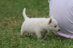 White-Swiss-Shepherd-Puppies-BTWW-GosaNostra-September-12092018-0058