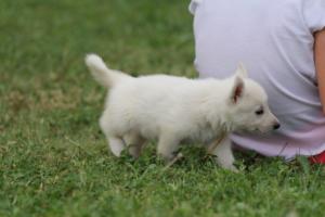 White-Swiss-Shepherd-Puppies-BTWW-GosaNostra-September-12092018-0059