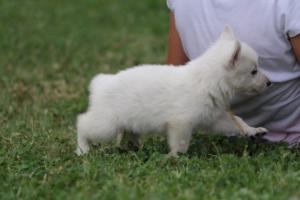 White-Swiss-Shepherd-Puppies-BTWW-GosaNostra-September-12092018-0061