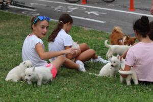 White-Swiss-Shepherd-Puppies-BTWW-GosaNostra-September-12092018-0062