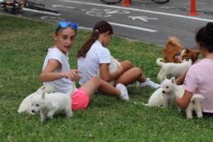 White-Swiss-Shepherd-Puppies-BTWW-GosaNostra-September-12092018-0063