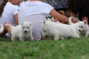 White-Swiss-Shepherd-Puppies-BTWW-GosaNostra-September-12092018-0064