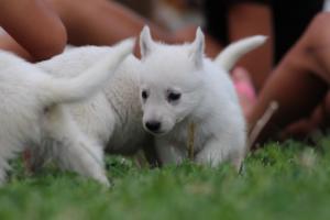 White-Swiss-Shepherd-Puppies-BTWW-GosaNostra-September-12092018-0065