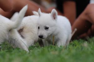 White-Swiss-Shepherd-Puppies-BTWW-GosaNostra-September-12092018-0066