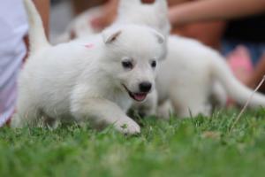 White-Swiss-Shepherd-Puppies-BTWW-GosaNostra-September-12092018-0067