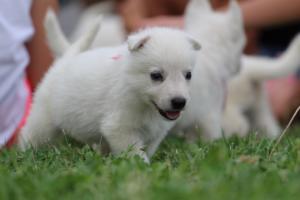 White-Swiss-Shepherd-Puppies-BTWW-GosaNostra-September-12092018-0068