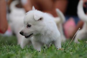 White-Swiss-Shepherd-Puppies-BTWW-GosaNostra-September-12092018-0069