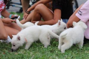 White-Swiss-Shepherd-Puppies-BTWW-GosaNostra-September-12092018-0070
