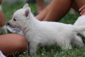 White-Swiss-Shepherd-Puppies-BTWW-GosaNostra-September-12092018-0071
