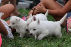 White-Swiss-Shepherd-Puppies-BTWW-GosaNostra-September-12092018-0073