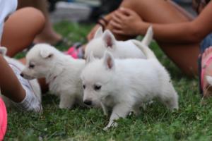 White-Swiss-Shepherd-Puppies-BTWW-GosaNostra-September-12092018-0074