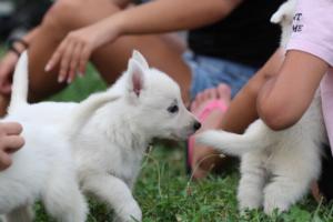 White-Swiss-Shepherd-Puppies-BTWW-GosaNostra-September-12092018-0075