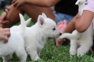 White-Swiss-Shepherd-Puppies-BTWW-GosaNostra-September-12092018-0076