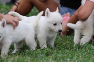 White-Swiss-Shepherd-Puppies-BTWW-GosaNostra-September-12092018-0077