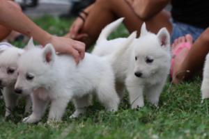 White-Swiss-Shepherd-Puppies-BTWW-GosaNostra-September-12092018-0078
