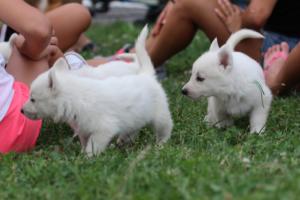 White-Swiss-Shepherd-Puppies-BTWW-GosaNostra-September-12092018-0079