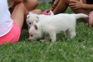 White-Swiss-Shepherd-Puppies-BTWW-GosaNostra-September-12092018-0080