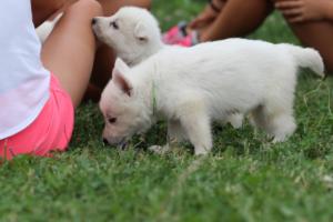 White-Swiss-Shepherd-Puppies-BTWW-GosaNostra-September-12092018-0082