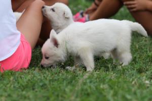 White-Swiss-Shepherd-Puppies-BTWW-GosaNostra-September-12092018-0083