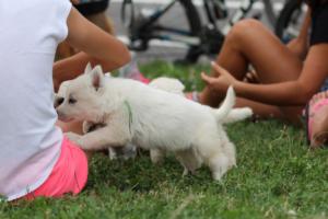 White-Swiss-Shepherd-Puppies-BTWW-GosaNostra-September-12092018-0087