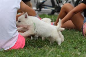 White-Swiss-Shepherd-Puppies-BTWW-GosaNostra-September-12092018-0088