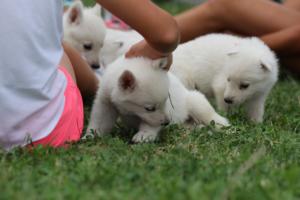 White-Swiss-Shepherd-Puppies-BTWW-GosaNostra-September-12092018-0089