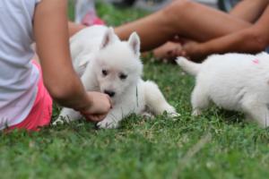 White-Swiss-Shepherd-Puppies-BTWW-GosaNostra-September-12092018-0090