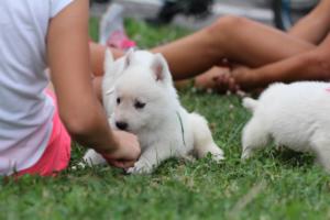 White-Swiss-Shepherd-Puppies-BTWW-GosaNostra-September-12092018-0091