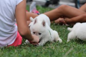 White-Swiss-Shepherd-Puppies-BTWW-GosaNostra-September-12092018-0092