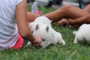 White-Swiss-Shepherd-Puppies-BTWW-GosaNostra-September-12092018-0093