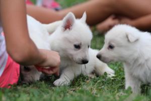 White-Swiss-Shepherd-Puppies-BTWW-GosaNostra-September-12092018-0094