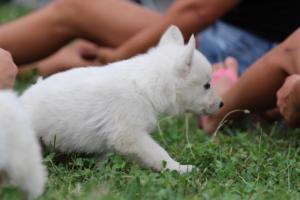 White-Swiss-Shepherd-Puppies-BTWW-GosaNostra-September-12092018-0095