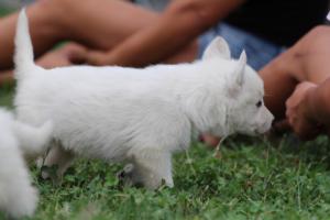 White-Swiss-Shepherd-Puppies-BTWW-GosaNostra-September-12092018-0096