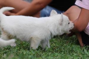White-Swiss-Shepherd-Puppies-BTWW-GosaNostra-September-12092018-0097
