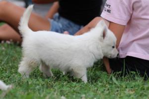 White-Swiss-Shepherd-Puppies-BTWW-GosaNostra-September-12092018-0098