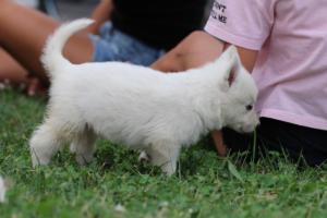 White-Swiss-Shepherd-Puppies-BTWW-GosaNostra-September-12092018-0099